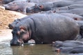 Hippos in Tanzania