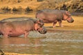 Hippos Walking along Luangwa River, South Luangwa National Park, Zambia