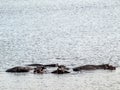 Hippos in the water