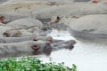 Hippos in the water, Ngorongoro Crater, Tanzania Royalty Free Stock Photo