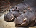 hippos in the zoo Royalty Free Stock Photo