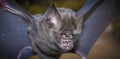 Hipposideros armiger great roundleaf bat