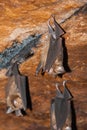 Hipposideros armiger great roundleaf bat