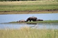 Hippotamus with a bird on his back and two hippos lie next to him Royalty Free Stock Photo