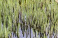 Hippuris vulgaris, Common Mare's Tail, Mares tail, Horsetail Royalty Free Stock Photo