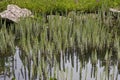 Hippuris vulgaris, Common Mares tail, Horsetail Royalty Free Stock Photo