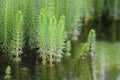 Hippuris vulgaris. Mare\'s-tail, common mare\'s tail, aquatic plant. Royalty Free Stock Photo