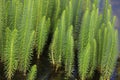 Hippuris vulgaris. Mare\'s-tail, common mare\'s tail, aquatic plant.