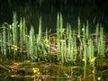 Hippuris Vulgaris Or Mare`s Tail In Pond