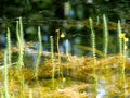 Hippuris Vulgaris Or Mare`s Tail In Pond Royalty Free Stock Photo