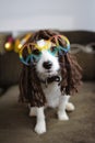 HIPPY DOG COSTUME. FUNNY JACK RUSSELL READY FOR CARNIVAL OR HALLOWEEN PARTY