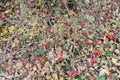 Hips bush with ripe berries. Berries of a dogrose on a bush. Fruits of wild roses. Thorny dogrose. Red rose hips.