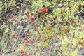 Hips bush with ripe berries. Berries of a dogrose on a bush. Fruits of wild roses. Thorny dogrose. Red rose hips. Royalty Free Stock Photo