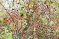 Hips bush with ripe berries. Berries of a dogrose on a bush. Fruits of wild roses. Thorny dogrose. Red rose hips.