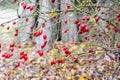 Hips bush with ripe berries. Berries of a dogrose on a bush. Fruits of wild roses. Thorny dogrose. Red rose hips.