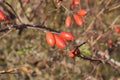 Hips bush with ripe berries. Berries of a dogrose on a bush. Fruits of wild roses. Thorny dogrose. Red rose hips.