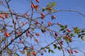 Hips bush with ripe berries. Berries of a dogrose on a bush. Fruits of wild roses. Thorny dogrose. Red rose hips.