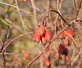 Hips bush with ripe berries. Berries of a dogrose on a bush. Fru