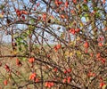 Hips bush with ripe berries. Berries of a dogrose on a bush. Fru