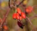 Hips bush with ripe berries. Berries of a dogrose on a bush. Fru