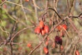 Hips bush with ripe berries. Berries of a dogrose on a bush. Fruits of wild roses. Thorny dogrose. Red rose hips.