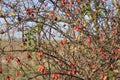 Hips bush with ripe berries. Berries of a dogrose on a bush. Fruits of wild roses. Thorny dogrose. Red rose hips.