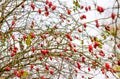 Hips bush with ripe berries. Berries of a dogrose on a bush. Fruits of wild roses. Thorny dogrose. Red rose