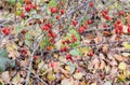 Hips bush with ripe berries. Berries of a dogrose on a bush. Fruits of wild roses. Thorny dogrose. Red rose