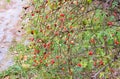 Hips bush with ripe berries. Berries of a dogrose on a bush. Fruits of wild roses. Thorny dogrose. Red rose
