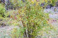 Hips bush with ripe berries. Berries of a dogrose on a bush. Fruits of wild roses. Thorny dogrose. Red rose