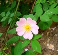 Hips flower. Alorozovogo color, with a yellow center, pronounced pestles and stamens, on a green plant branch, with green leaves.