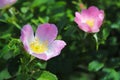 Hips Rose Flower in the sun. A blue flower in droplets of dew on a blurred green background. Plants of the meadows of the region w Royalty Free Stock Photo