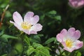 Hips Rose Flower in the sun. A blue flower in droplets of dew on a blurred green background. Plants of the meadows of the region w Royalty Free Stock Photo