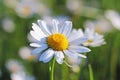 Hips Rose Flower in the sun. A blue flower in droplets of dew on a blurred green background. Plants of the meadows of the region w Royalty Free Stock Photo