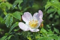 Hips Rose Flower in the sun. A blue flower in droplets of dew on a blurred green background. Plants of the meadows of the region w Royalty Free Stock Photo