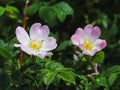 Hips Rose Flower in the sun. A blue flower in droplets of dew on a blurred green background. Plants of the meadows of the region w Royalty Free Stock Photo