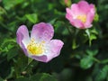 Hips Rose Flower in the sun. A blue flower in droplets of dew on a blurred green background. Plants of the meadows of the region w Royalty Free Stock Photo