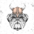 Hipster animal bulldog wearing a viking helmet. Hand drawing Muzzle of bulldog Royalty Free Stock Photo