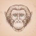 Hipster animal monkey. Hand drawing Muzzle of chimpanzee