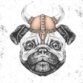 Hipster animal pug-dog wearing a viking helmet. Hand drawing Muzzle of pug-dog Royalty Free Stock Photo