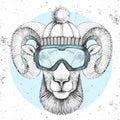 Hipster animal ram or mouflon in winter hat and snowboard goggles. Hand drawing Muzzle of ram