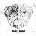 Hipster animal realistic and polygonal bulldog face.