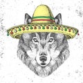 Hipster animal wolf wearing a sombrero hat. Hand drawing Muzzle of wolf