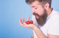 Hipster bearded holds strawberries on palm. Man shouting hungry greedy face with beard eats strawberries. Do not touch