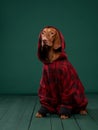 Hipster dog in a hooded. Conceptual portrait of a dog