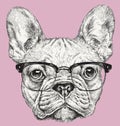 Hipster Geek French Bulldog vector illustration Royalty Free Stock Photo