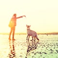 Hipster girl playing with dog at a beach during sunset, strong lens flare effect Royalty Free Stock Photo