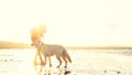 Hipster girl playing with dog at a beach during sunset, strong lens flare effect Royalty Free Stock Photo