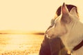 Hipster girl playing with dog at a beach during sunset, strong lens flare effect Royalty Free Stock Photo