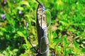 Hipster glasses hanging in tree trunk. Fancy optometry glasses in green grass and violet flowers. Conceptual picture for poor